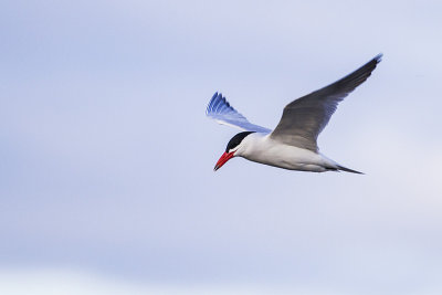 caspian tern 051814_MG_0624 