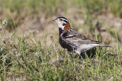 chestnut-collared longspur 051714_MG_6961 