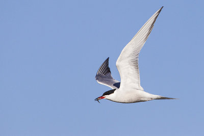 common tern 051814_MG_9026 