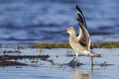 willet 051814_MG_8714 
