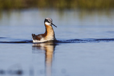 wilson's phalarope 051814_MG_9876 