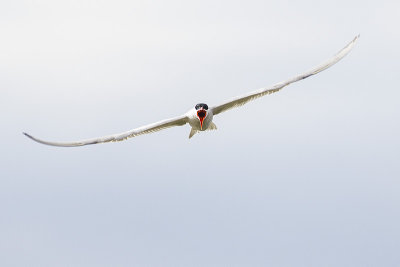 caspian tern 052414_MG_1635 