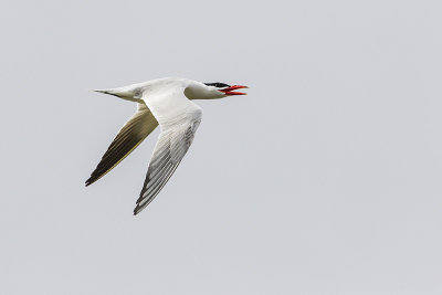 caspian tern 052414_MG_1636 