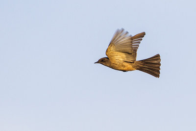 say's phoebe 052414_MG_1708 