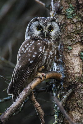 boreal owl 060514_MG_3514 