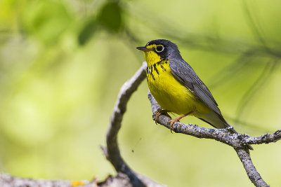 canada warbler 060814_MG_4017 