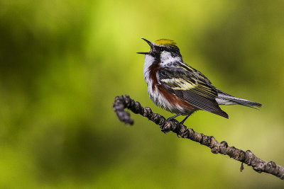 chestnut-sided warbler 060814_MG_3968 