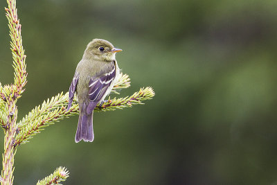 yellow-bellied flycatcher 060714_MG_3719 