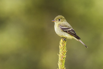 yellow-bellied flycatcher 060714_MG_3596 