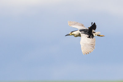 black-crowned night-heron 062114_MG_4428 