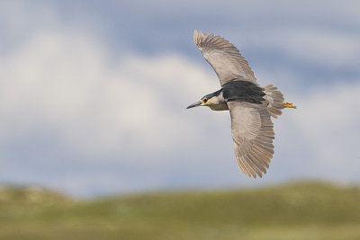 black-crowned night-heron 062114_MG_5121 