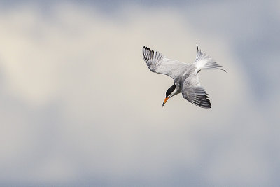 forster's tern 062114_MG_4838 