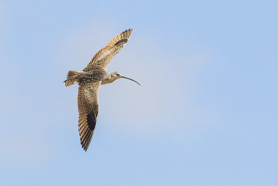 long-blled curlew 062114_MG_4368 