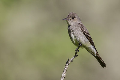 western wood-pewee 062214_MG_5706 