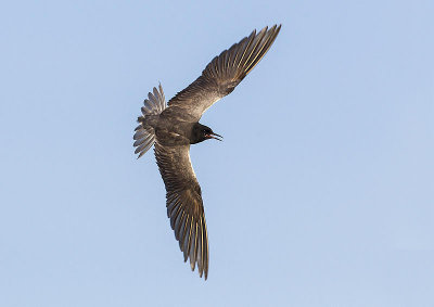 black tern 070114_MG_7437 