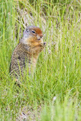 columbian ground squirrel 062814_MG_6