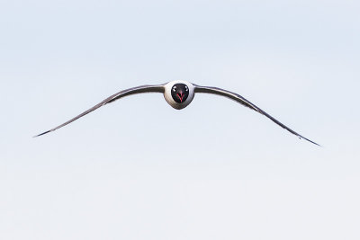franklin's gull 062714_MG_6040