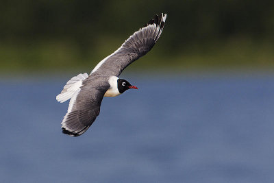 franklin's gull 070114_MG_6769