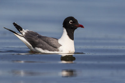 franklin's gull 070114_MG_7031 