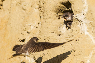 bank swallows 071214_MG_8839 