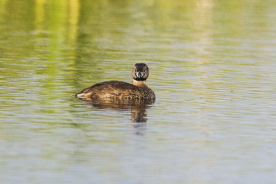 pied-billed grebe 071214_MG_9379