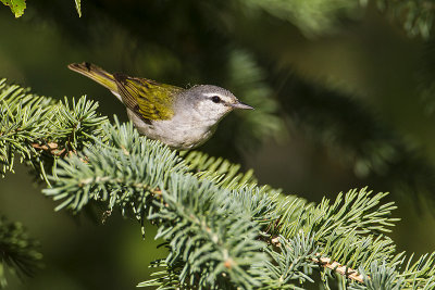 tennessee warbler 071214_MG_9251