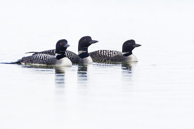 common loons 072014_MG_0377 