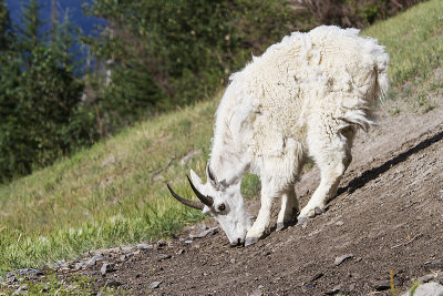 mountain goat 072014_MG_1955