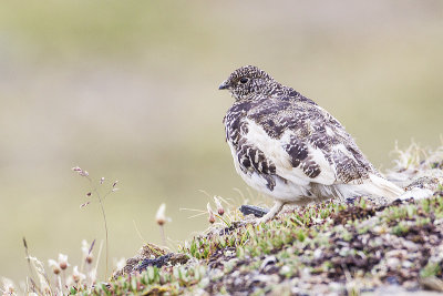 white-tailed ptarmigan 072014_MG_0088 