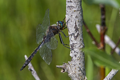 ? emerald 123100_MG_0509