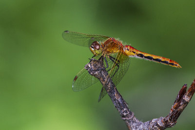 cherry-faced meadowhawk 072614_MG_2199
