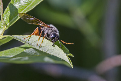 insect 123100_MG_0339 