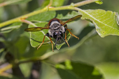 insect 123100_MG_0481 