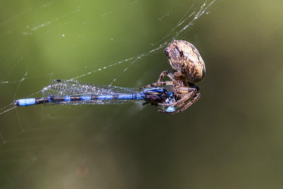 spider  damselfly 123100_MG_0359 