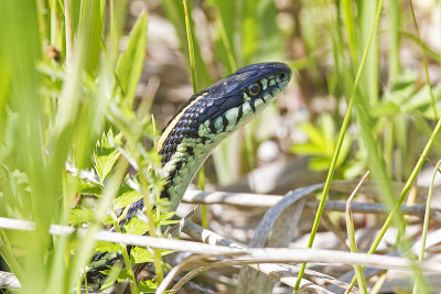 garter snake 123100_MG_0695 