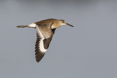 willet 072714_MG_0728 