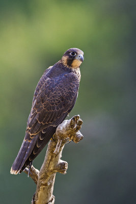 peregrine falcon _MG_1296 