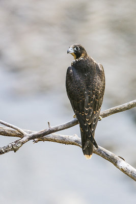 peregrine falcon _MG_2312 