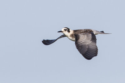 black tern 081014_MG_3376 