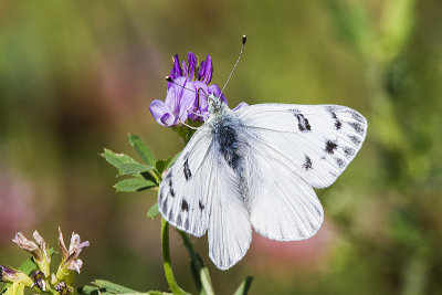 ? checkered white 081014_MG_2563