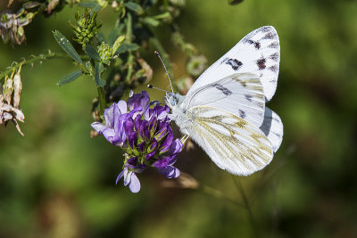 ? checkered white 081014_MG_2585