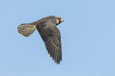 peregrine falcon 080914_MG_2419