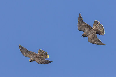 peregrine falcons 080914_MG_2925