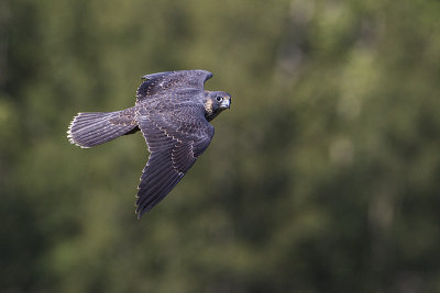 peregrine falcon 080914_MG_3087