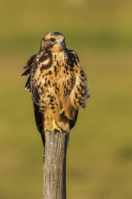 swainson's hawk 083014_MG_5639