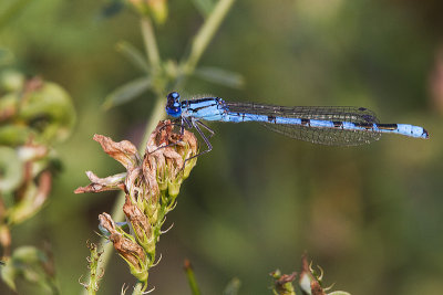 damselfly 081714_MG_2715 