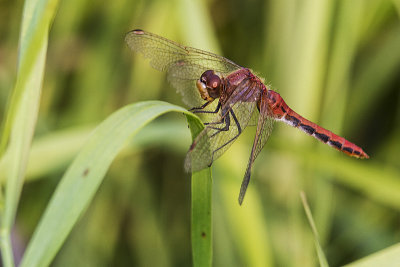 dragonfly 081714_MG_2790
