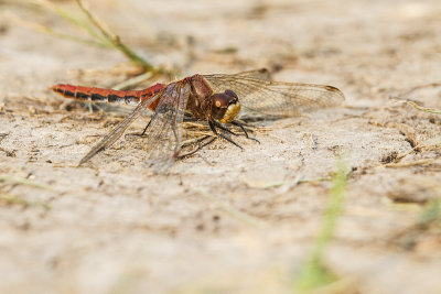 dragonfly 081714_MG_2861