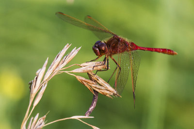 dragonfly 081714_MG_2903