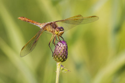dragonfly 081714_MG_2942